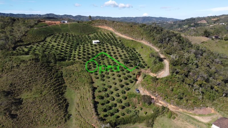 Finca de Producción disponible para Venta en San Vicente El Calvario Foto numero 1